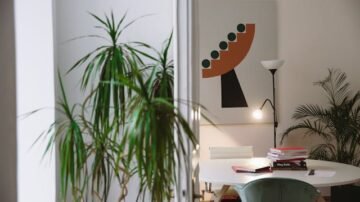 Dracena obrzeżona (Dracaena marginata) – roślina doniczkowa o architektonicznej formie