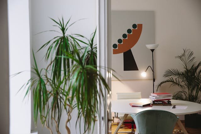 Dracena obrzeżona (Dracaena marginata) – roślina doniczkowa o architektonicznej formie