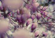 Magnolia japońska – ozdoba ogrodu o królewskim charakterze