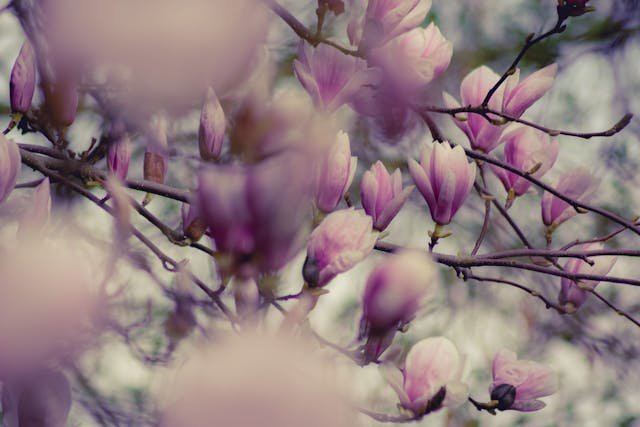 Magnolia japońska – ozdoba ogrodu o królewskim charakterze