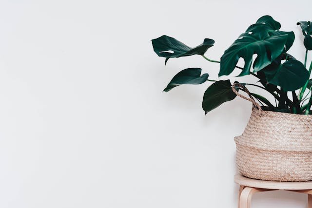 Monstera minima (Rhaphidophora tetrasperma) – jak uprawiać i pielęgnować tę roślinę doniczkową?