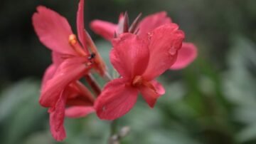 Paciorecznik ogrodowy – egzotyczny akcent w polskim ogrodzie