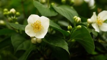 Rośliny na literę J – przegląd gatunków, które warto znać