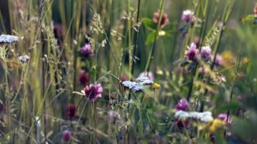 Rośliny na literę K – zielnik nietypowy