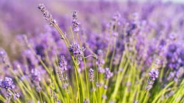 Rośliny na literę „L” – od lawendy po lubczyk