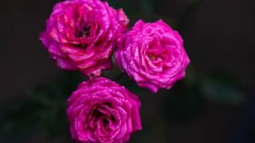 Syningia okazała (gloksynia) – efektowna roślina doniczkowa z tropikalnym rodowodem