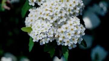 Tawuła wczesna – ozdoba ogrodu na przełomie pór roku