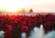 Tulipan (Tulipa) – jak uprawiać jedną z najpiękniejszych roślin cebulowych