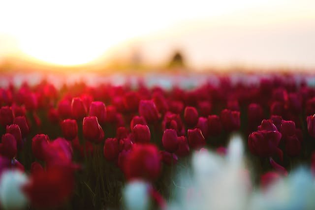 Tulipan (Tulipa) – jak uprawiać jedną z najpiękniejszych roślin cebulowych