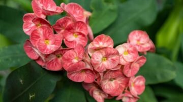 Wilczomlecz białounerwiony – egzotyczna roślina doniczkowa o wyrazistym pokroju