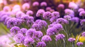 Wysokie i długo kwitnące byliny do cienia i półcienia – przepis na efektowny ogród