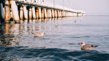 Oksywie nie mówi „nie” rozwojowi. Mówi „nie” chaosowi