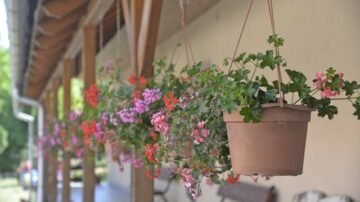 Jak pielęgnować pelargonie na balkonie? Praktyczne wskazówki
