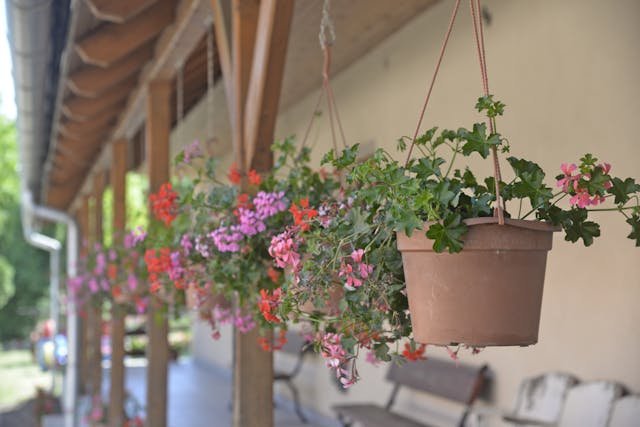 Jak pielęgnować pelargonie na balkonie? Praktyczne wskazówki