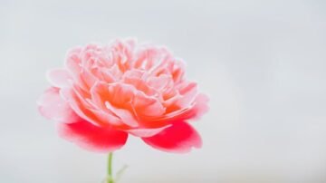 Piwonia w doniczce – jak uprawiać piwonie na balkonie i tarasie?