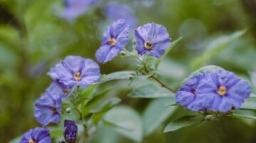 Psianka jaśminowa – roślina balkonowa o wyjątkowej urodzie