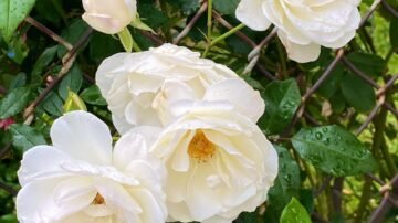 Stefanotis bukietowy – efektowna roślina doniczkowa o pachnących kwiatach