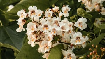 Surmia bignoniowa (katalpa) – ozdobne drzewo do ogrodu i na alejki