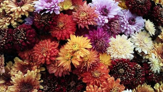 Chryzantema wielkokwiatowa — Dendranthema grandiflora w ogrodzie, jesienią i w donicy