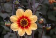 Dalia ogrodowa – więdnąca elegancja, która rozkwita na nowo