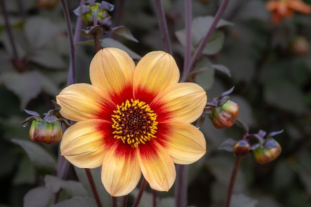 Dalia ogrodowa – więdnąca elegancja, która rozkwita na nowo