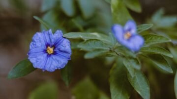 Bratek ogrodowy (fiołek ogrodowy) – kwiat sezonowy o wielkiej sile dekoracyjnej