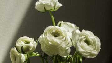 Jaskier azjatycki – efektowny akcent w ogrodzie i na balkonie