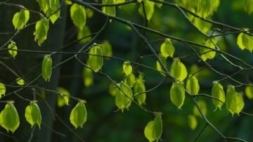 Rośliny na literę L – przegląd gatunków do domu i ogrodu