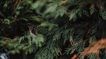 Rośliny na literę „T” – porządek w zieleni