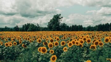 Słoneczniki na balkonie i tarasie – jak pielęgnować słoneczniki w doniczkach