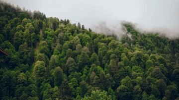 Grab pospolity – Carpinus betulus jako drzewo krajobrazu i ogrodu