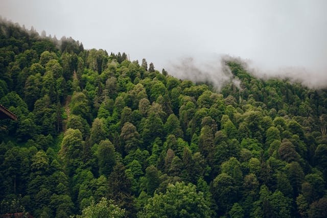 Grab pospolity – Carpinus betulus jako drzewo krajobrazu i ogrodu