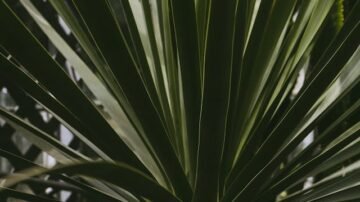 Juka gwatemalska – egzotyka, która zadomowiła się w salonie