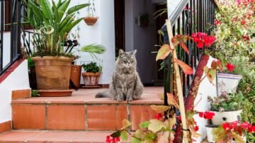 Pasiatka zwisła – ozdoba parapetów i wiszących donic