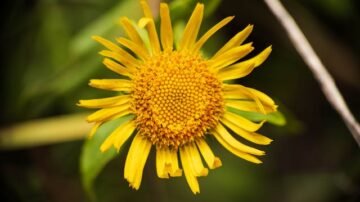 GIS zakazuje stosowania glistnika. Popularne ziele znika z suplementów