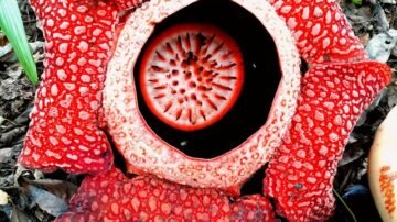 Po 13 latach odnaleźli legendarny kwiat. Botanik nie ukrywał łez wzruszenia