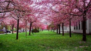 Nowa era polskiego ogrodnictwa. Skierniewicki Instytut otwiera najnowocześniejszy kompleks szklarniowy w kraju