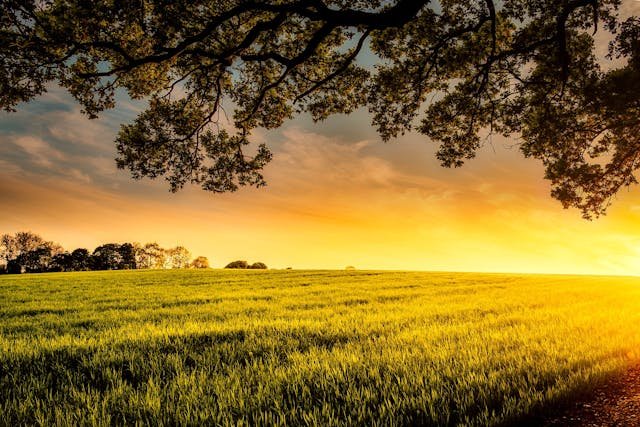 Rolnicy tracą cierpliwość wobec ekoschematów. „Pole to nie bajka ani gra”