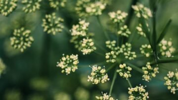 Trzy rośliny, które warto przyciąć w grudniu. Wiosną odwdzięczą się bujnym wzrostem