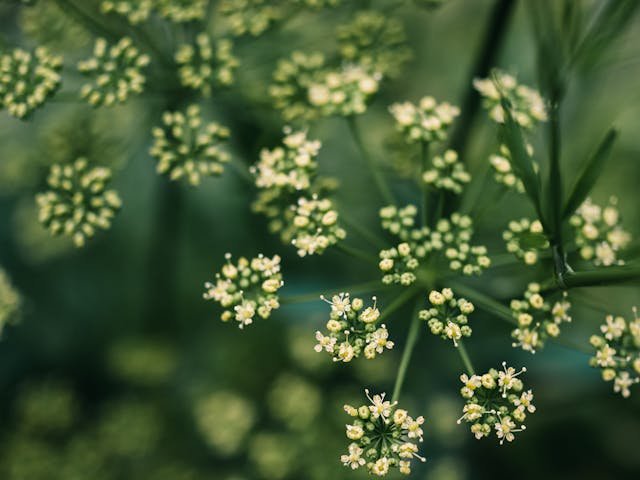 Trzy rośliny, które warto przyciąć w grudniu. Wiosną odwdzięczą się bujnym wzrostem