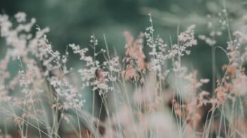 Rozchodniki przejmują miasta. Z dachów i torowisk tworzą zieloną sieć życia