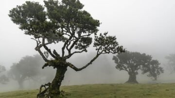 Połóż to na parapecie jeszcze w styczniu. Może przynieść szczęście całej rodzinie