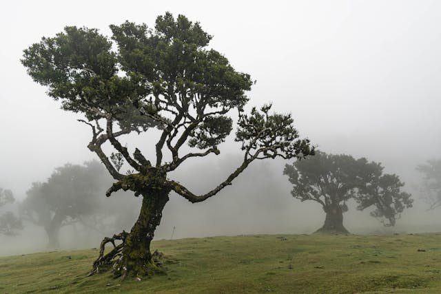 Połóż to na parapecie jeszcze w styczniu. Może przynieść szczęście całej rodzinie