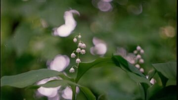 Odkrycie na klifach Almady. Nowy gatunek rośliny tylko w jednym miejscu na świecie