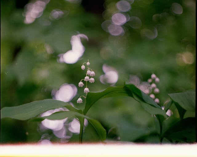 Odkrycie na klifach Almady. Nowy gatunek rośliny tylko w jednym miejscu na świecie