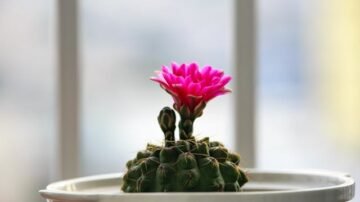 Plastikowe doniczki znikną z rynku. Czas na zieloną rewolucję?