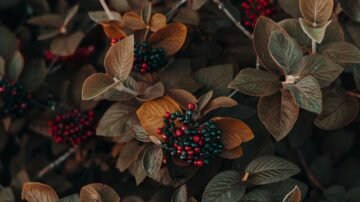 Rekordowe porzeczki z Józefowa. Plon, który może zawstydzić Europę