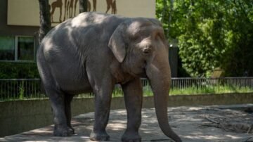 Egzotyczna misja ratunkowa w opolskim zoo. Strażacy uratowali Krainę Bioróżnorodności