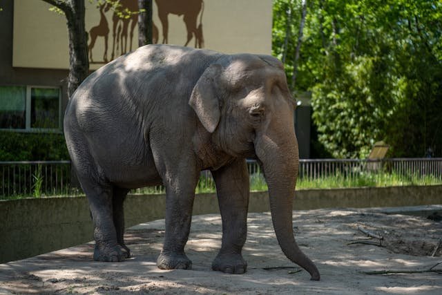 Egzotyczna misja ratunkowa w opolskim zoo. Strażacy uratowali Krainę Bioróżnorodności