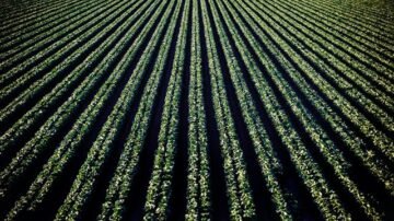 Nowe techniki genomowe mogą odmienić rolnictwo. Polska aktywnie współtworzy przepisy